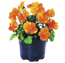 Orangefarbenes Stiefmütterchen im Topf