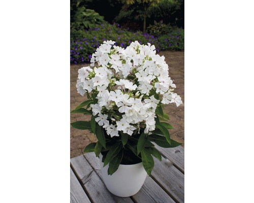 Flammenblume in einem Topf