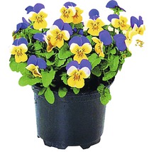 Blauer und gelber Stiefmütterchen-Blumentopf