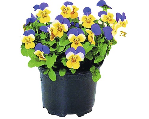 Blauer und gelber Stiefmütterchen-Blumentopf