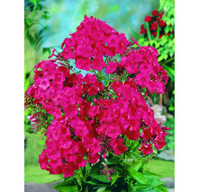 Phlox Pflanze mit Blüten