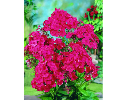 Phlox Pflanze mit Blüten