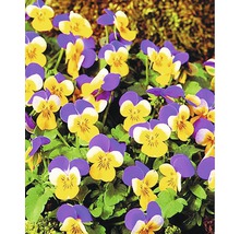 Nahaufnahme von gelb-violetten Stiefmütterchen im Garten