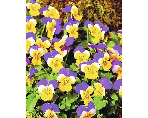 Nahaufnahme von gelb-violetten Stiefmütterchen im Garten