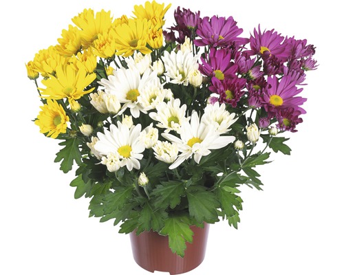 Chrysantheme FloraSelf Chrysanthemum indicum 'Carnaval' Ø 12 cm Topf