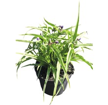 Dreimasterblume im Topf