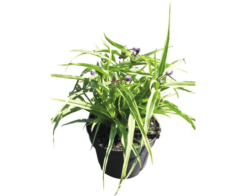 Dreimasterblume im Topf