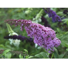 Blühender Schmetterlingsflieder im Garten.