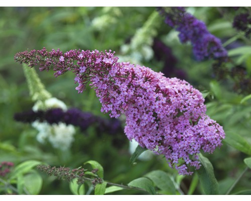 Blühender Schmetterlingsflieder im Garten.