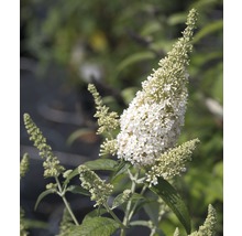 Schmetterlingsflieder mit weißen Blüten