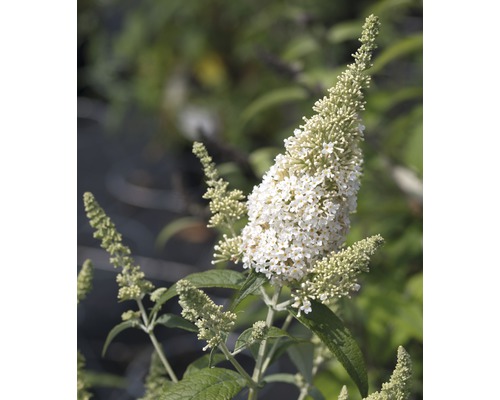 Schmetterlingsflieder mit weißen Blüten