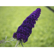 Schmetterlingsfliederblüte vor grünem Hintergrund