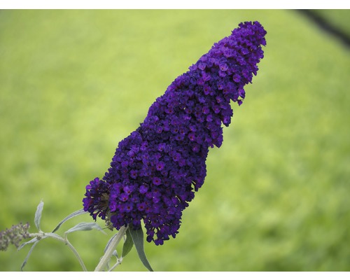 Schmetterlingsfliederblüte vor grünem Hintergrund