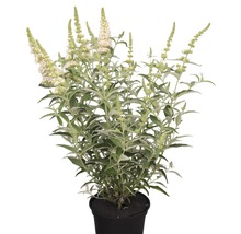 Schmetterlingsflieder im Topf