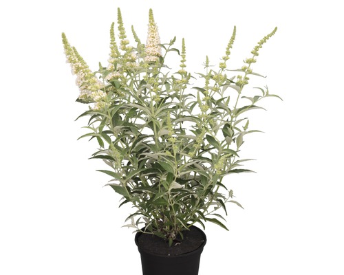 Schmetterlingsflieder im Topf