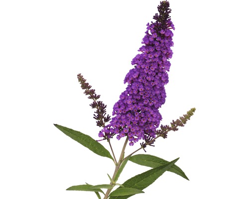 Schmetterlingsflieder mit violetten Blüten