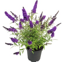 Schmetterlingsflieder im Topf mit violetten Blüten