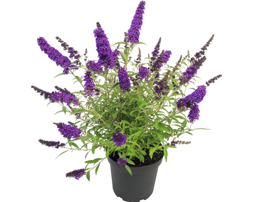 Schmetterlingsflieder im Topf mit violetten Blüten