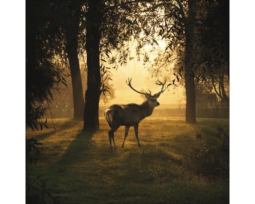Glasbild Deer & Sun 20x20 cm GLA1818