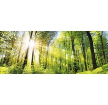 Sonnendurchfluteter Wald mit hohen Bäumen