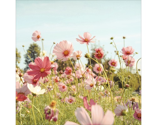 Feld mit Kosmeenblüten