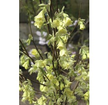 Nahaufnahme von Glockenhasel mit hellgelben Blüten