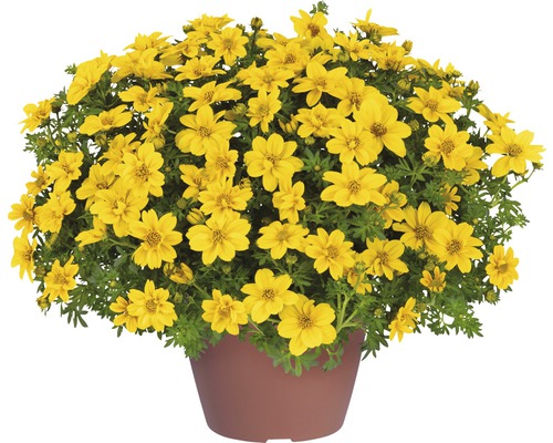 Bidens 'Yellow Sunshine' FloraSelf® 12er Topf goldgelb