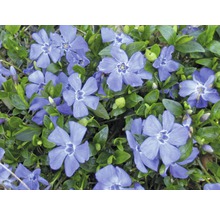 Blüten der Kleinen Immergrün Pflanze mit grünen Blättern