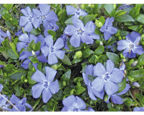 Blüten der Kleinen Immergrün Pflanze mit grünen Blättern