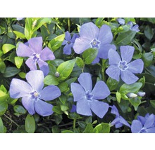 Immergrün mit Blüten