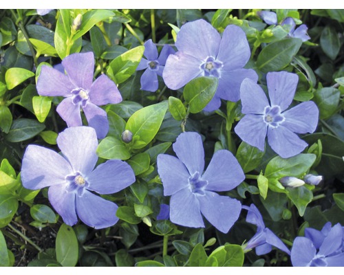 Immergrün mit Blüten