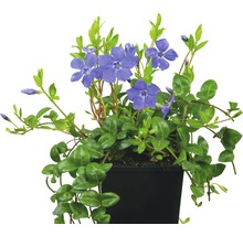 Immergrün mit blauen Blüten in einem Topf