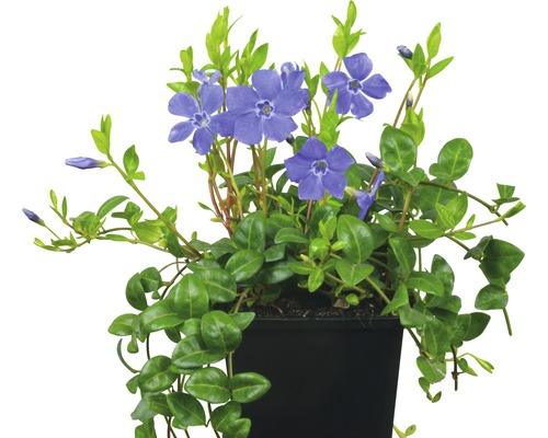 Immergrün mit blauen Blüten in einem Topf