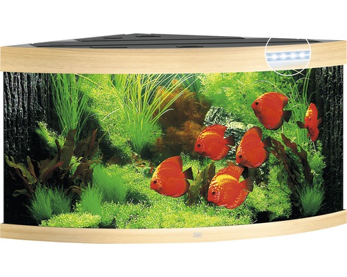 Eckaquarium mit Pflanzen und Fischen