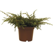 Kriechender Wacholder im Topf