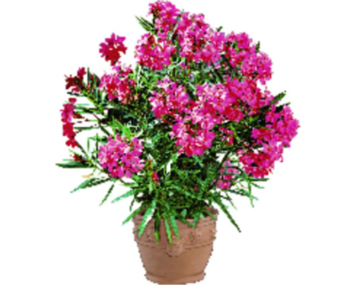 Oleander im Topf mit Blüten