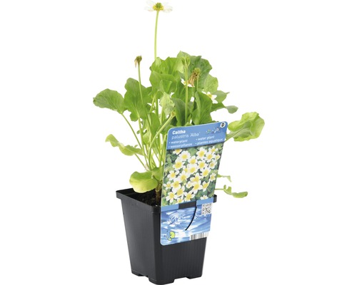 Sumpfdotterblume ''Alba'' in einem Topf