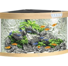 Eckaquarium mit Dekoration, Pflanzen und Fischen