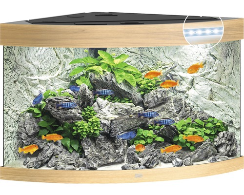 Eckaquarium mit Dekoration, Pflanzen und Fischen