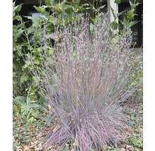 Pfeifengras im Garten