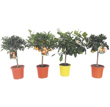 Verschiedene Zitrusbäume in Töpfen mit Früchten und Blättern.