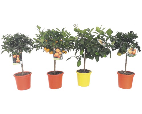 Verschiedene Zitrusbäume in Töpfen mit Früchten und Blättern.