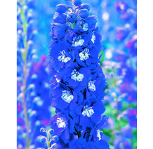 Rittersporn FloraSelf Delphinium x Hybride H 10-40 cm Co 3 L versch. Sorten