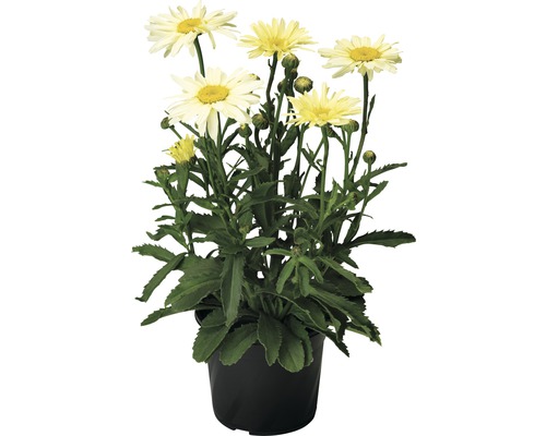 Margeritenbusch mit gelben Blüten in schwarzem Topf