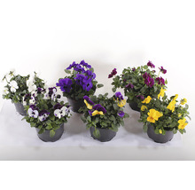 Verschiedenfarbige Stiefmütterchen in Töpfen