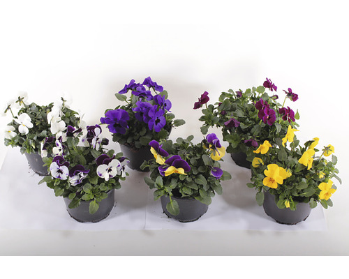 Verschiedenfarbige Stiefmütterchen in Töpfen