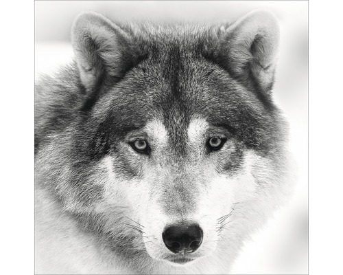 Glasbild Wolf 50x50 cm