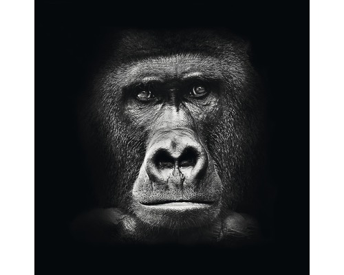 Glasbild Gorilla 20x20 cm