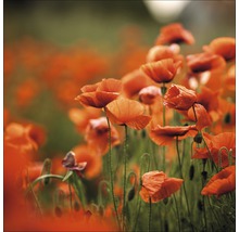 Feld mit blühenden Mohnblumen