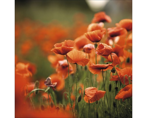 Glasbild Orange Poppies I 50x50 cm